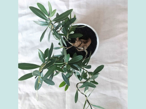 【ギフトにも◎】南アルプスのオリーブ盆栽　シプレッシーノ  (PS218)