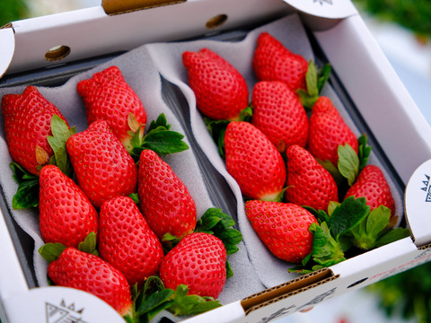 食べ比べ『肥後こまち』と『ゆうべに』ご家庭用パック 各250g×2p