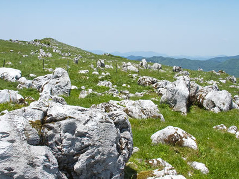 【常温便】超人気！！葉っぱの半分カットと土付き大野ヶ原大根　1000g以上×4p