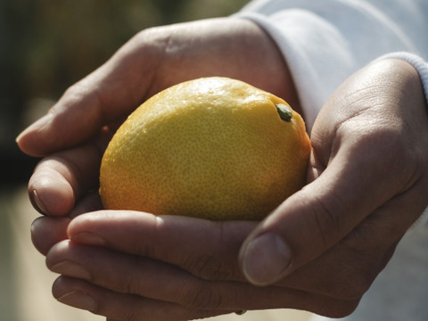 早割【皮まで食べられる】愛媛レモン 5kg【防腐剤・ワックス不使用】家庭用