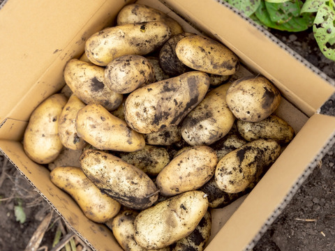 【１人１回だけの特別品】ピーマンとじゃがいも(メークイン)セット！