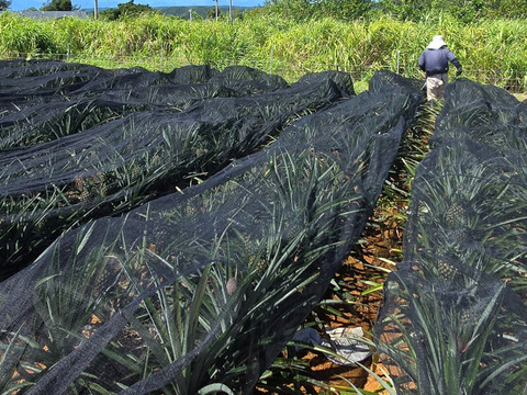 甘さ際立つ！沖縄県産『サンドルチェ』🍍　4玉〜6玉　6kg～