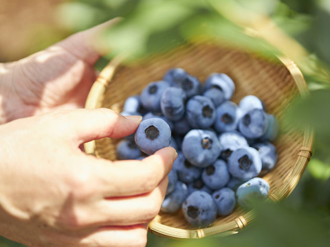 農薬不使用｜仙台市秋保産ブルーベリー｜120ｇｘ4パック合計480ｇ｜化粧箱冷蔵配送