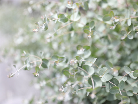 【にこにこメール便・品評会銀賞入賞！の自信作】リースなどにも・ユーカリお手軽価格🐨スーっとした甘い香りがご好評・花の産地山形県さがえ産・【ユーカリ・グニー】30cm~40cm　10本　花のある生活🌿