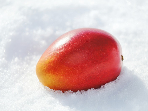 【2022年先行予約】北海道真冬のマンゴー「白銀の太陽」Mサイズ2玉セット（箱入れ）