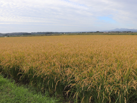 【新米】自然栽培（農薬・有機化学肥料不使用）のお米！ 白米２kg　令和７年産