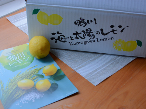 そばかすたっぷりB級品10kgだけど「ちばエコ農産物」認証鴨川レモン果汁用【食べて実感！まろやかな酸味】農薬最小限