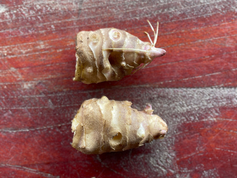 【種芋・今だけ】紅菊芋 種芋5kg 3月〜4月植え付け適期 放任栽培◎