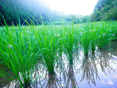 令和７年度産自然栽培新米　熊本県菊池産　森のくまさん　玄米１０ｋｇ