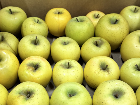 【訳あり・バラ詰め 大小込み】シナノゴールド💛約4.5Kg🍏青森県産　数量限定