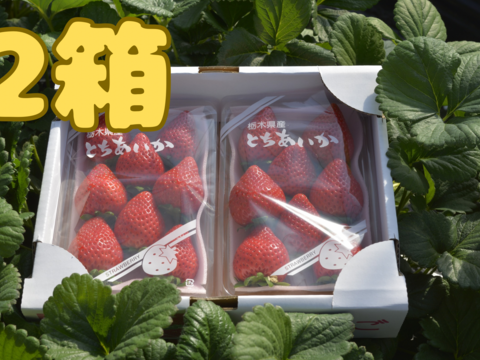 完熟とちあいか　約300g×2P  2箱