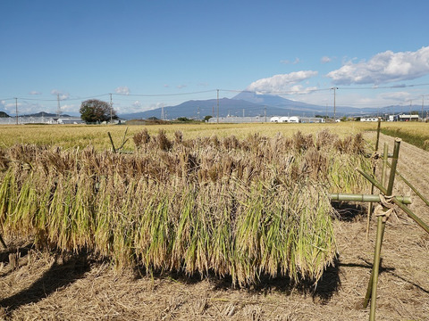 高アミロース・低GI米！豊受白米5㎏【2025年産】