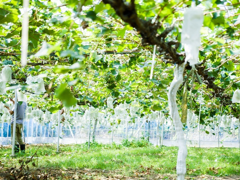 【爽快な甘みと弾ける薄皮】知る人ぞ知る極上白ぶどう 瀬戸ジャイアンツ（種なし）1.5kg（3〜5房）
