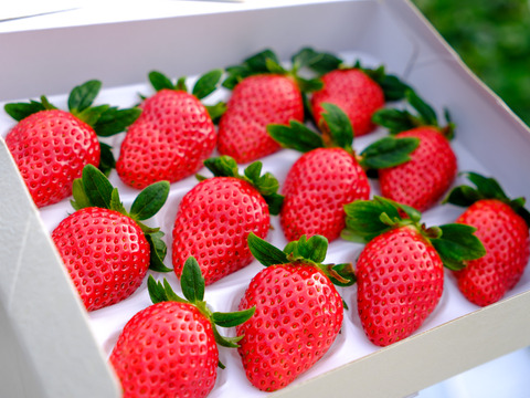 🥇いちごグランプリ2025金賞受賞！超希少品種！『肥後こまち』化粧箱 贈答用 12〜15玉