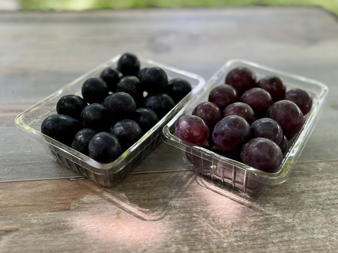 ＜粒採り＞信州ブドウセット【ナガノパープル】×【ピオーネ】700g [NpPn]