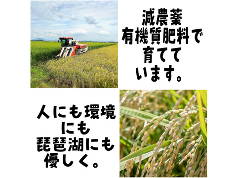 令和8年新米】【白米】 『ミルキークイーン10kg』冷めてもおいしい