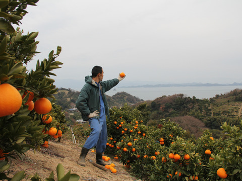 せとうちの島育ち！ えひめ中島いよかん 5kg