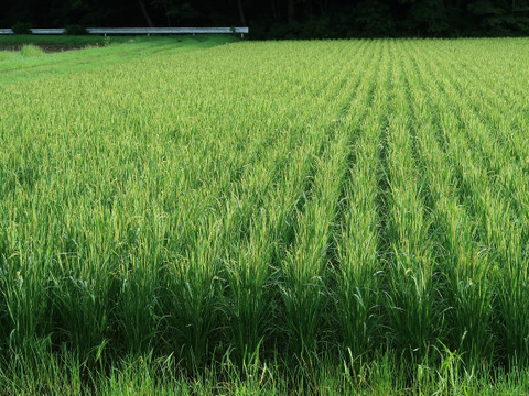 自然栽培（農薬・有機化学肥料不使用）のお米！ 白米２kg　令和４年産