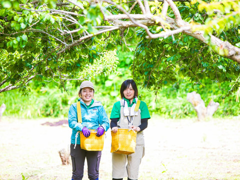 お料理にも！おつまみにも！《ねり梅と梅びしお》100g各１個ずつ