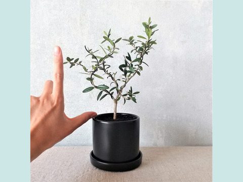 【ギフトにも◎】種から育てた南アルプスのオリーブ盆栽（PS212）