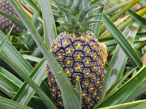 甘さ際立つ！沖縄県産『サンドルチェ』🍍　4玉〜6玉　6kg～
