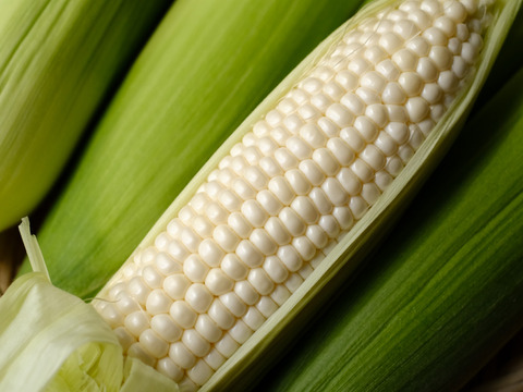 【スッキリとした甘さ・果汁たっぷり・生食可】白いとうもろこし4.5kg　（10～14本）スイートコーン　ホワイトコーン