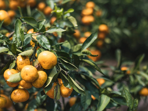 見た目じゃないの‼️訳あり温州みかん5kg