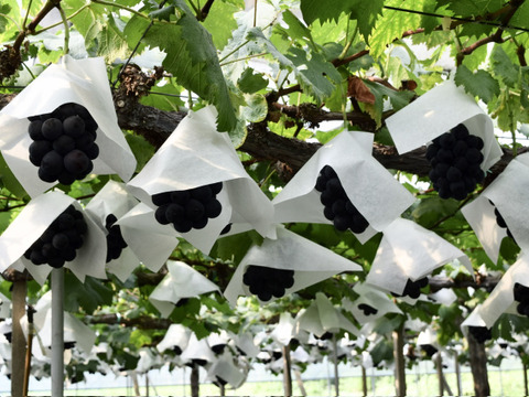 【訳ありご家庭用】限定50箱 ニューピオーネ約1.0kg着色不良でも味は美味しい！