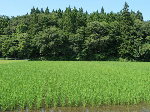 自然栽培（農薬・有機化学肥料不使用）のお米！ 白米５kg　令和４年産