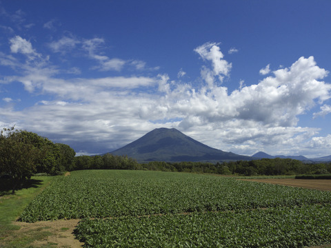 ☆訳ありじゃがいも☆11月上旬発送【北あかり9kg】北海道産
