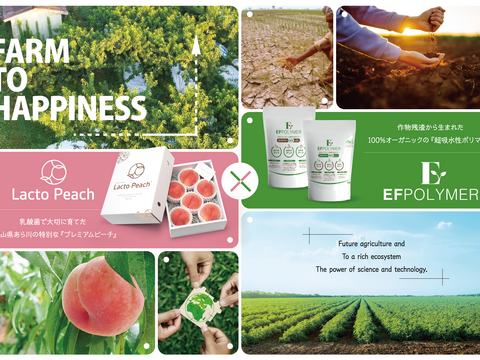 【7月発送！限定30箱】乳酸菌で大切に育てた特別な桃《プレミアムブランド》ラクトピーチ 2P 【ギフト】【贈答用】【夏ギフト】化粧箱でお届け！農園から直送