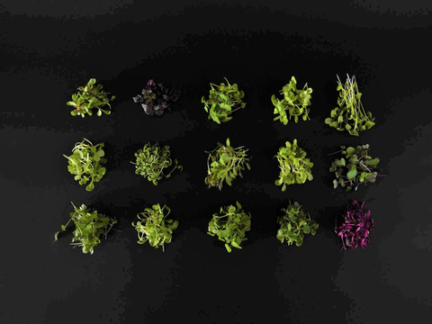 【お買い得】☆おまかせミックス7種以上☆マイクログリーン(50ｇ)成熟野菜の約5倍の栄養価！