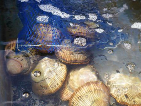 【日本一】天然とり貝/京都府宮津/販売期間短い/特大サイズ/1個230g前後/５個セット【生】