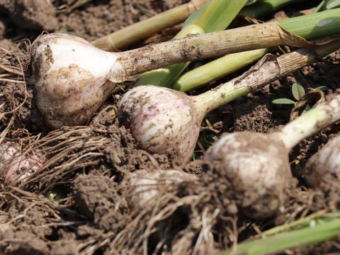 旨味と香りでお料理がワンランクアップ！希少な北海道在来種の有機にんにく【ピンクにんにく】１ｋｇ　栄養満点！夏バテ予防にも♪