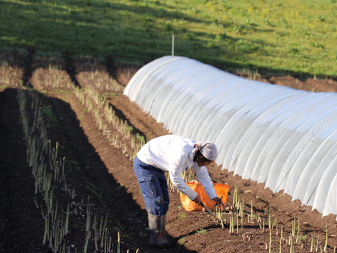 (極太3色セット)[有機JASホワイト4L&グリーン3L&パープル3L]カルデラの貴婦人&貴公子&紫宮女(アスパラガス)(北海道)