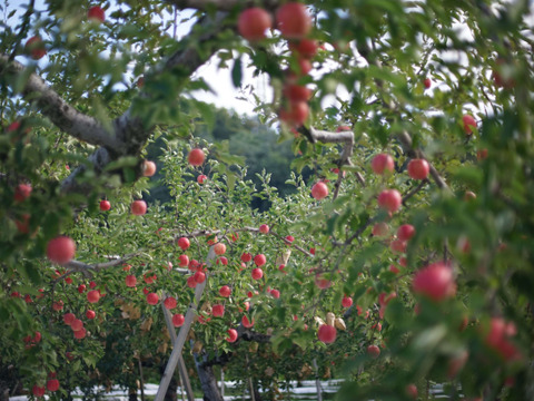 【ジューシー&甘味】味重視の方へ！個性豊かなイチ押しりんごギフト🍎 / 葉取らずサンふじ14~20玉（5kg）