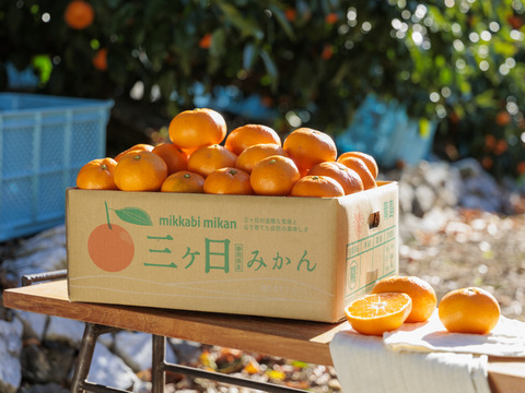 三ヶ日みかん【約9㎏】青島みかん　2Lサイズ