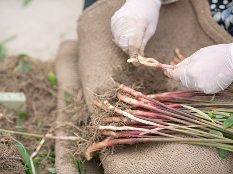 シャキッと爽やか！やわらか矢生姜（80ｇ）4パック　お味噌をつけて生でどうぞ。醤油漬けもおススメ
