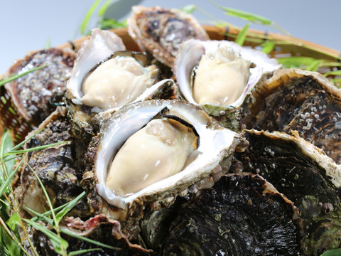 【南さつま産】濃厚‼間違いない自慢の美味！岩牡蠣　2Ｋ（5個～8個）