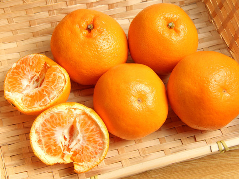 【ぷちぷち食感、じゅわっと甘い！】玉宝はるみ（２㎏）（ご家庭用）※１月中旬発送