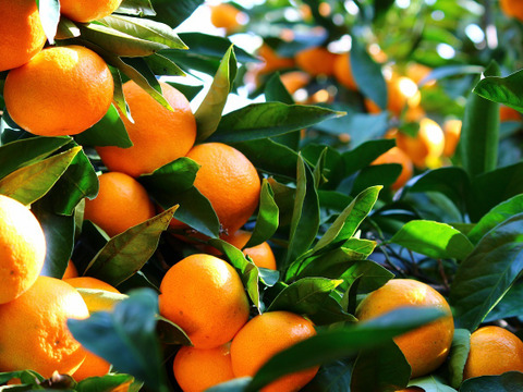 限定10セット！！
「温州ミカン」 　　収穫開始！
　　　みかん8ｋｇ　+　おまけの柑橘ジュースセット（720ｍｌ）