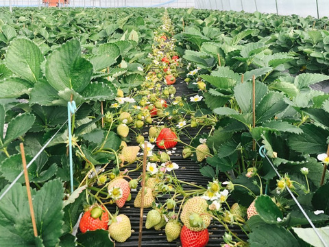 収穫してスグその日に瞬間冷凍!!福岡県産あまおう!!(小分けパック300g×2p)