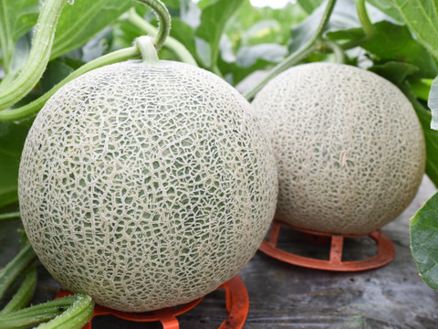 アンデスメロン3~6玉サイズお任せセット