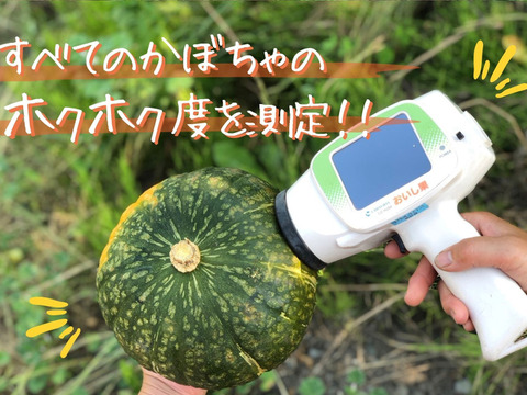 ホクホクがたまらない♪農薬化学肥料不使用の栗かぼちゃ10㎏(大中4～7玉)