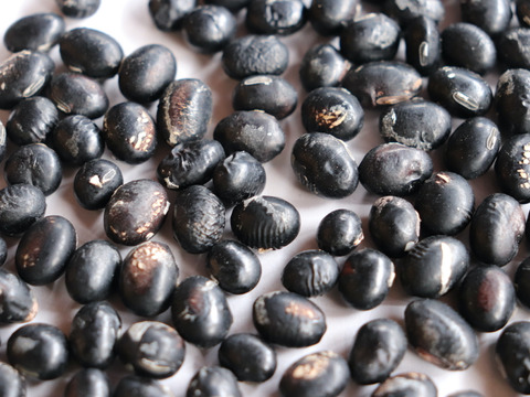 ＊規格外・B品＊◎自然栽培◎黒五葉（黒豆）1kg＜令和6年・山形県鶴岡産＞