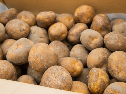 【ホクホク系・じゃがバター最高！】じゃがいもキタアカリ 5㎏