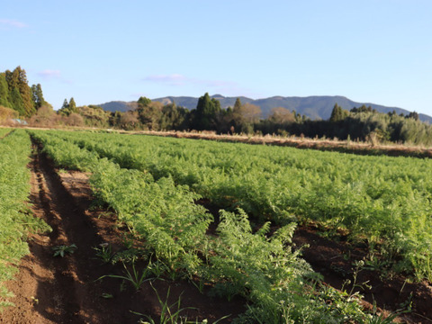 自然な甘さ　人参　「向陽二号」3キロ　A品3LからMバラ入り