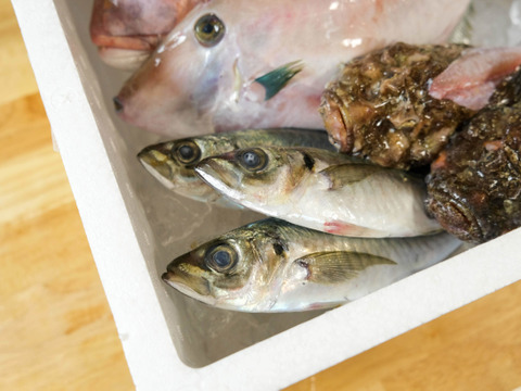 共同購入等どうぞ！旬の鮮魚セット(8匹くらい)☆☆☆80サイズ箱