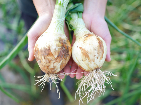 【極甘ジューシー】淡路島 春の新玉ねぎ 20kg箱 約60～80個入