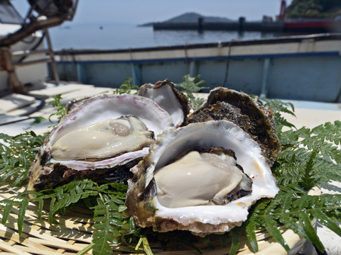 【夏限定】超絶クリーミー　海の練乳！
錦盛丸岩牡蠣セット200~300g（10個入り）